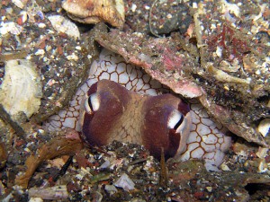 砂地に隠れていたチビダコ