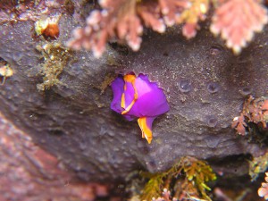 ムラサキウミコチョウ