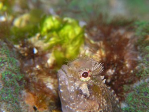 トウシマコケギンポ