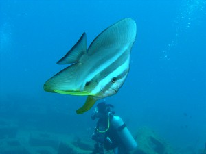 瀬底島魚礁のツバメウオ