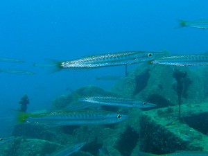 タイワンカマスの群れ