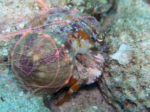 ソメンヤドカリ ソメンヤドカリ