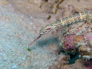 クチナガイシヨウジ クチナガイシヨウジ