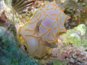 キスジカンテンウミウシ キスジカンテンウミウシ