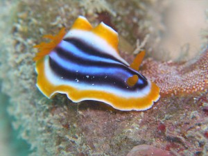 シライトウミウシ シライトウミウシ