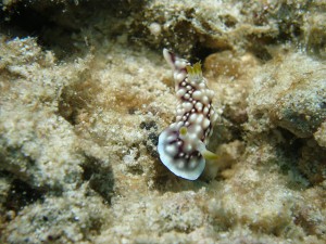キカモヨウウミウシ キカモヨウウミウシ