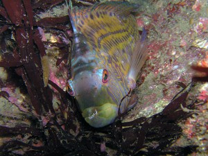 お昼寝中で寝ぼけマナコのオハグロベラ