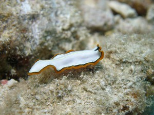 ヒラムシの一種 ヒラムシの一種