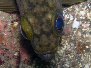 口元がバッチいメバル