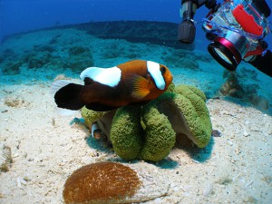 トウアカクマノミ&卵 トウアカクマノミ&卵