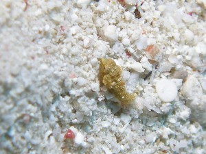 セソコテグリの幼魚 セソコテグリの幼魚