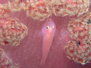 太めのスケロクウミタケハゼ 太めのスケロクウミタケハゼ