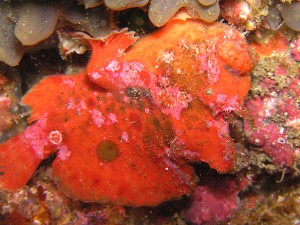 でんぐり返しのベニカエルアンコウ でんぐり返しのベニカエルアンコウ