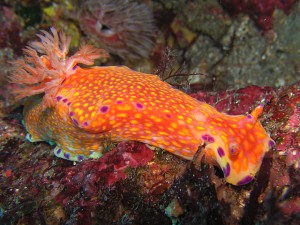 ニシキウミウシ ニシキウミウシ