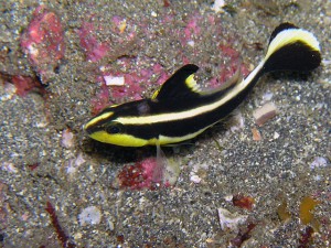 何とか撮れたコロダイの幼魚 何とか撮れたコロダイの幼魚