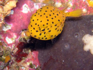 目つきが怖いミナミハコフグの幼魚