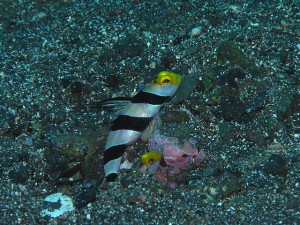 ネジリンボウご夫妻 ネジリンボウご夫妻
