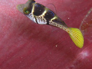 シマキンチャクフグの幼魚 シマキンチャクフグの幼魚