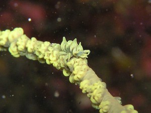 一匹隠れてしまったビシャモンエビ 一匹隠れてしまったビシャモンエビ