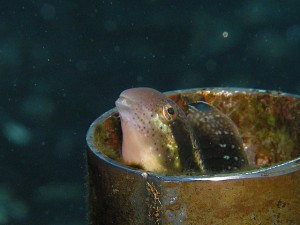 カエルウオの鉄管に居着いてるニジギンポ カエルウオの鉄管に居着いてるニジギンポ