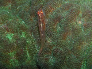 アカスジウミタケハゼ アカスジウミタケハゼ