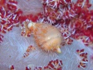 セロガタコダマウサギ セロガタコダマウサギ