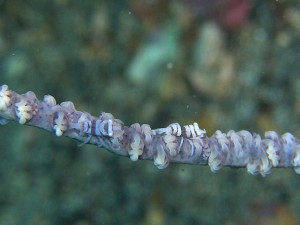 ムチカラマツエビご夫妻 ムチカラマツエビご夫妻