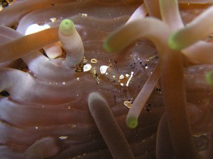 イソギンチャクエビ イソギンチャクエビ