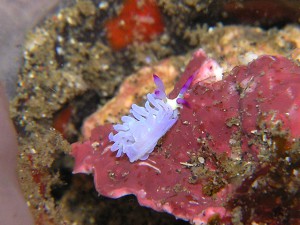 ムカデミノウミウシの赤ちゃん(極小) ムカデミノウミウシの赤ちゃん(極小)