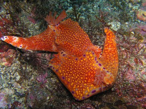 お相撲をとっていたニシキウミウシ お相撲をとっていたニシキウミウシ