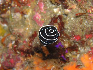 タテジマキンチャクダイの幼魚 タテジマキンチャクダイの幼魚