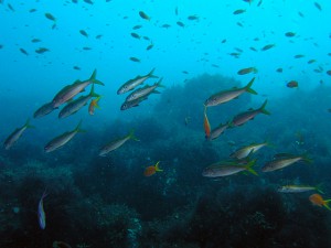 色目が地味なアカヒメジ 色目が地味なアカヒメジ