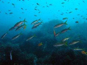 色目が地味なアカヒメジ