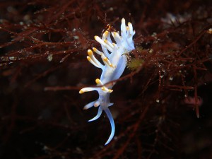 サキシマミノウミウシ サキシマミノウミウシ