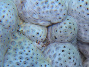 せめて1cmくらいになってね。トサカガザミ せめて1cmくらいになってね。トサカガザミ
