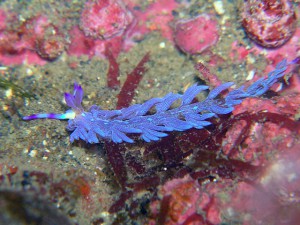 江の浦定番のムカデミノウミウシ