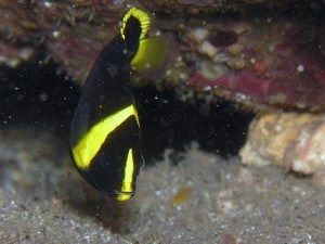 キンチャクダイの幼魚