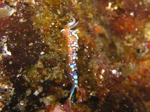 アデヤカミノウミウシ