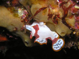 クマドリカエルアンコウ幼魚