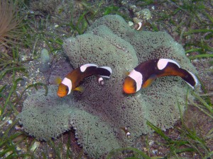 トウアカも普通に居る 