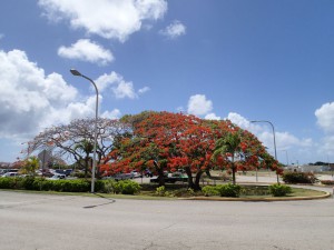 火炎樹（サイパン空港）