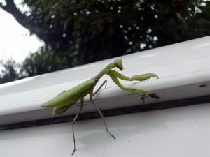 久しぶりのカマキリ