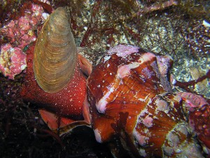 産卵か?本体丸出しホラガイの仲間 (ボウシュウボラ?)