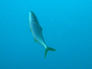 イサキのチビを狙ってたワラサ
