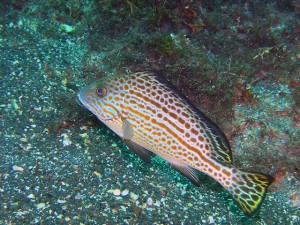 4匹ほど居たコロダイの若魚