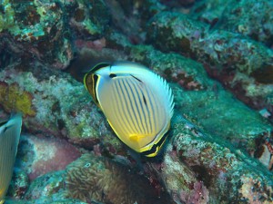 ミスジチョウチョウウオ（練習撮り。ちょい遠くて青かぶり。）