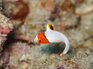 イロブダイ幼魚（なんとか撮れました）