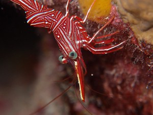 やたら沢山居たスザクサラサエビ