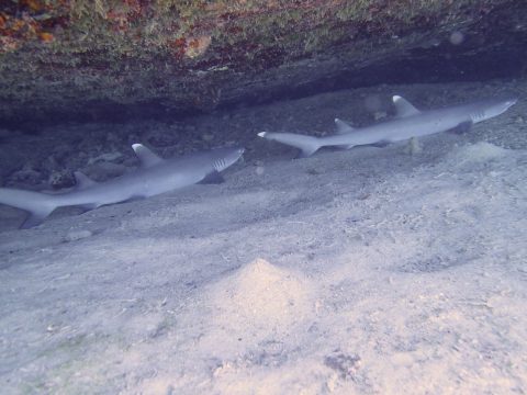 ネムリブカ(松安丸)