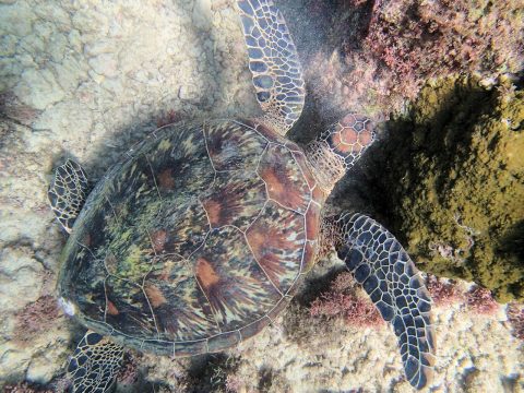 脇目もふらずパクつくカメさん